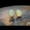 Main photo of gold &opal cabochon studs displayed on a slice of natural agate and seen with the earring front forward facing. The generous sized opals appear each framed in gold with the one on right leaning in slightly to the left. The colours within these opals are incredible.