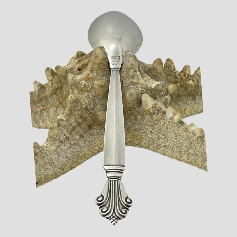 Photo of spoon leaning face down against the starfish. The bowl end is leaning at the top of starfish.