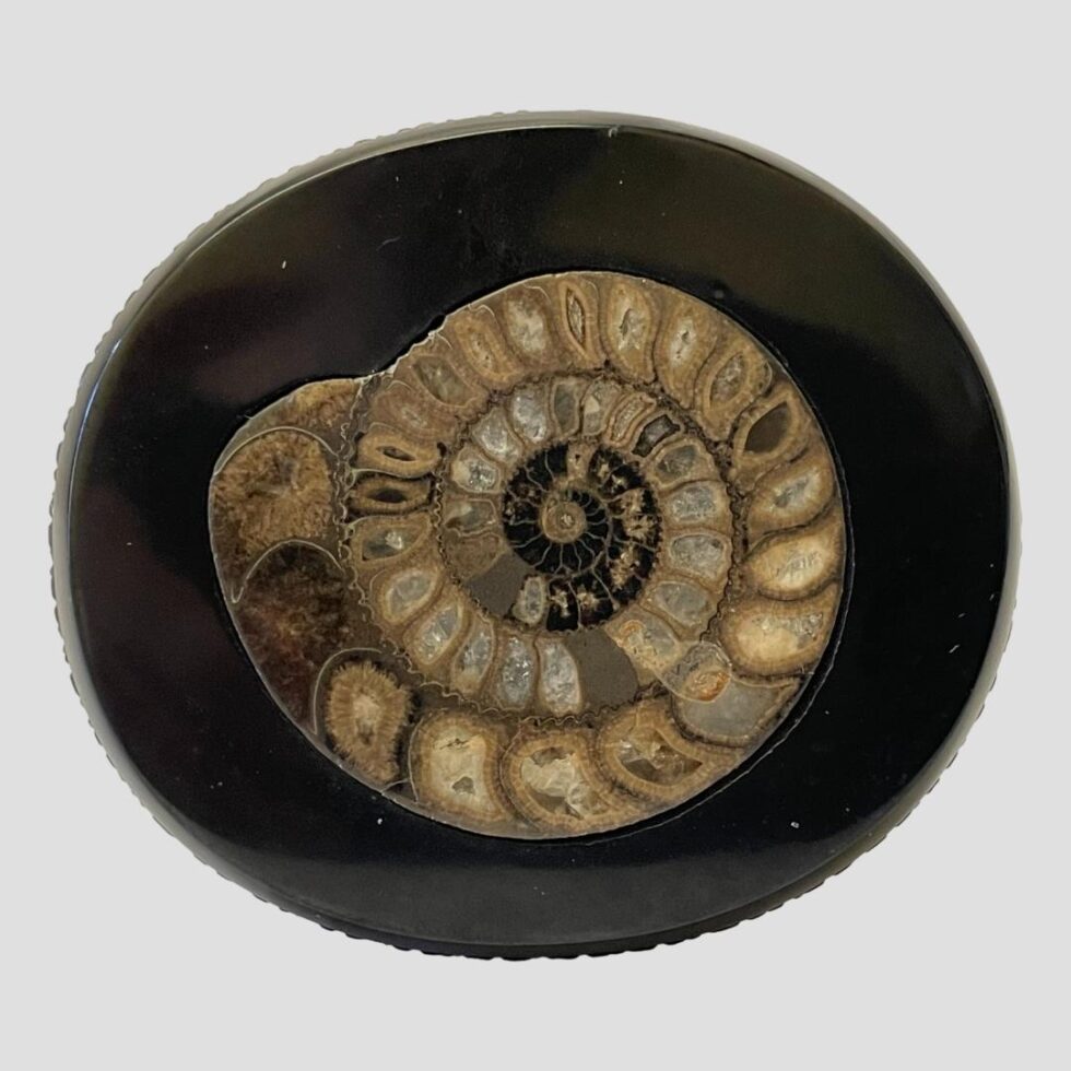 Photo looking straight down at the ammonite in the table top.