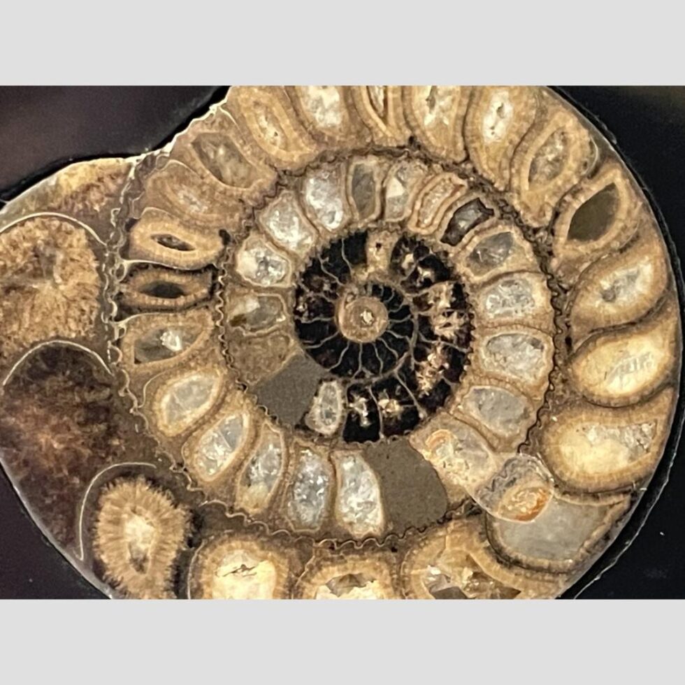 A close up of the ammonite set inside the jet table top.
